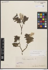 Foto von Salix breviserrata Flod.